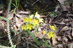 Caladenia flava flava