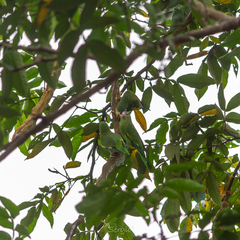 Brotogeris versicolurus