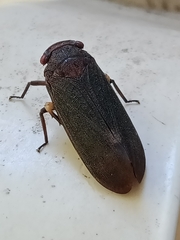 Acraephia perspicillata