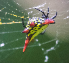 Gasteracantha versicolor