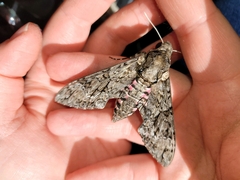 Agrius cingulata