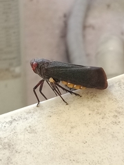 Acraephia perspicillata