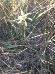 Narcissus deficiens