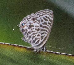 Leptotes