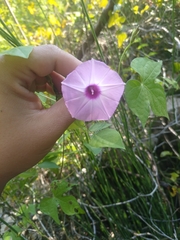Ipomoea cordatotriloba