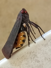 Acraephia perspicillata