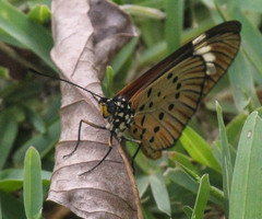 Acraea encedon