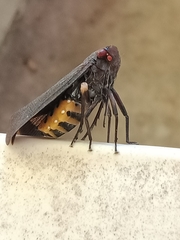 Acraephia perspicillata