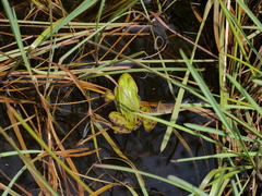 Pelophylax lessonae