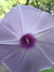 Ipomoea cordatotriloba
