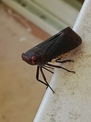 Acraephia perspicillata