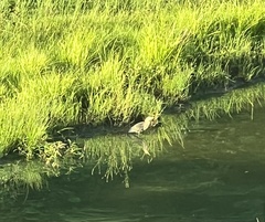 Botaurus lentiginosus