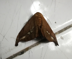Saturniidae