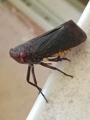 Acraephia perspicillata