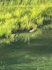 Botaurus lentiginosus