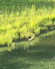 Botaurus lentiginosus