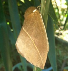 Automeris naranja