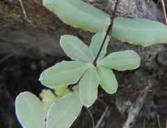 Pellaea ternifolia