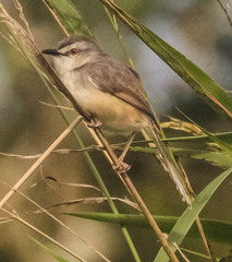 Prinia subflava