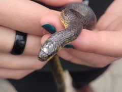 Atractus crassicaudatus