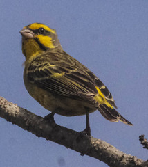 Crithagra mozambica