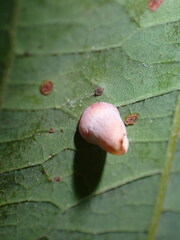 Phylloteras volutellae