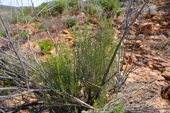 Dicerothamnus rhinocerotis