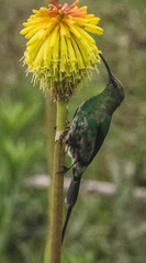 Nectarinia famosa