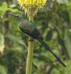 Nectarinia famosa