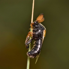 Ripiphorus subdipterus