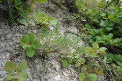 Astragalus glaucus