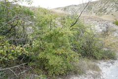 Crataegus stevenii