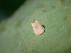 Phylloteras volutellae