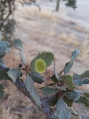 Andricus pattersonae