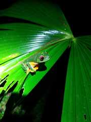 Agalychnis callidryas