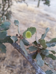 Andricus pattersonae