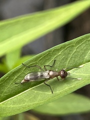 Taeniaptera trivittata