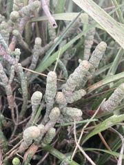Salicornia perennis