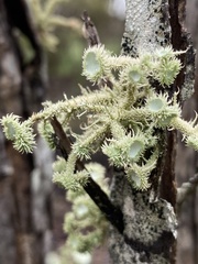 Usnea strigosa
