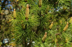 Pinus contorta