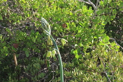 Albuca canadensis