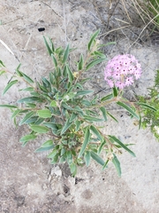 Abronia nealleyi
