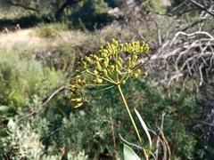 Bupleurum fruticosum