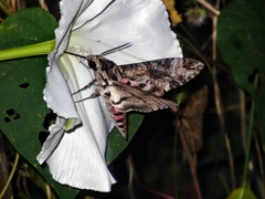 Agrius cingulata