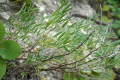 Astragalus glaucus