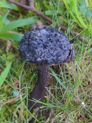 Strobilomyces