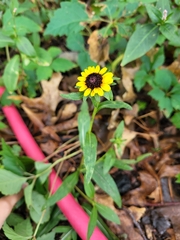 Rudbeckia hirta