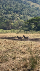 Equus quagga
