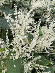 Reynoutria × bohemica