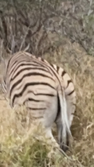 Equus quagga
